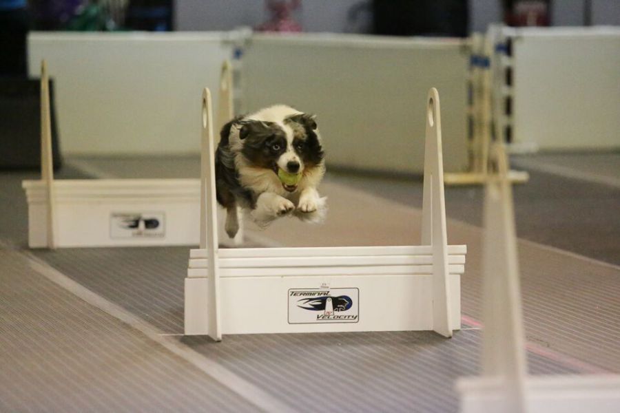 flyball training box